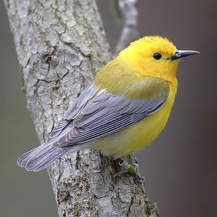 Желтая птичка как называется. Лимонный певун. Prothonotary Warbler. Лимонный певун птица. Древесница Киртланда.