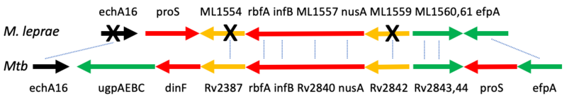 File:Pseudogenes Mycobacteria.png