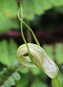 Pterostylis oliveri