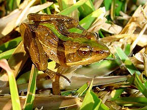 A kép leírása Ptychadena_mascareniensis.jpg.