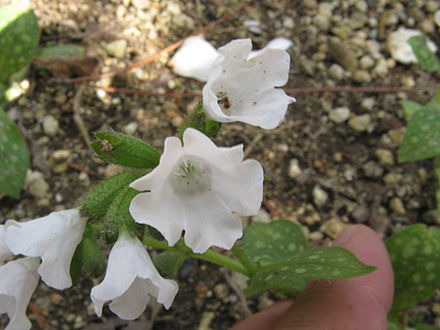 Медуница белая. Pulmonaria officinalis Sissinghurst White. Медуница сахарная Sissinghurst White. Медуница лекарственная Сиссингхерст Уайт.