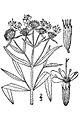 Category:Pycnanthemum verticillatum