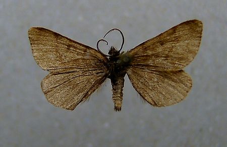 Macaria fusca