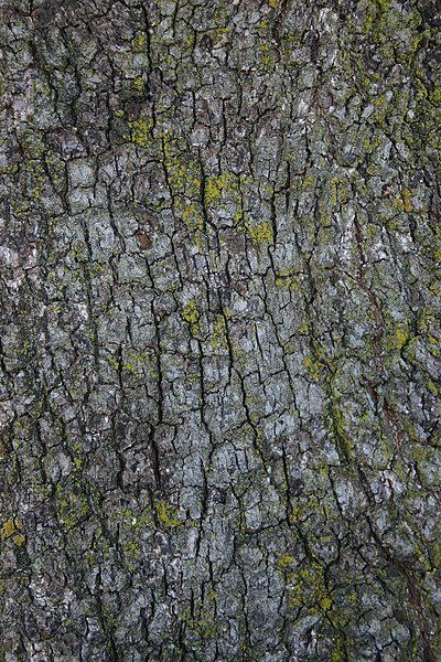 File:Quercus ilex rotundifolia bark.jpg