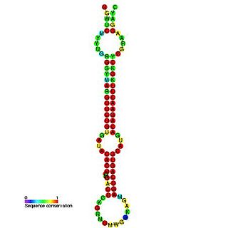 mir-148/mir-152 microRNA precursor family