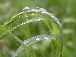 Gesegnet bist du, Gott, der den Wind weht und den Regen fallen lässt - Segen des Regens