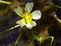 Ranunculus aquatilis var. aquatilis