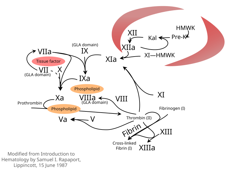 Datoteka:Rapaport Coagulation Cascade.svg