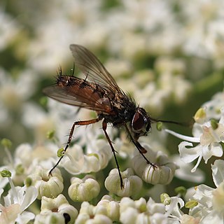 <i>Solieria fenestrata</i> Species of fly