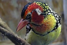 Red-and-yellow Barbet 2.JPG