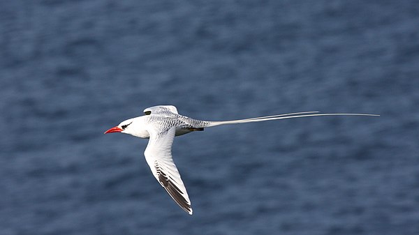 Tropicbird