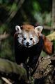 Red Panda (16570550810).jpg