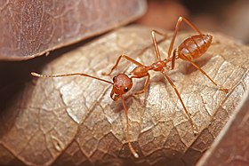 Weaver ant (Oecophylla smaragdina) major worker (India).