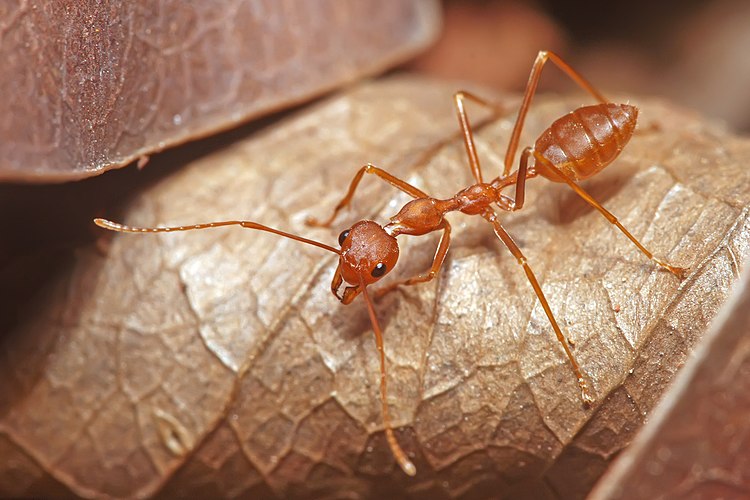 Азиатский муравей-портной (Oecophylla smaragdina) в Бангалоре