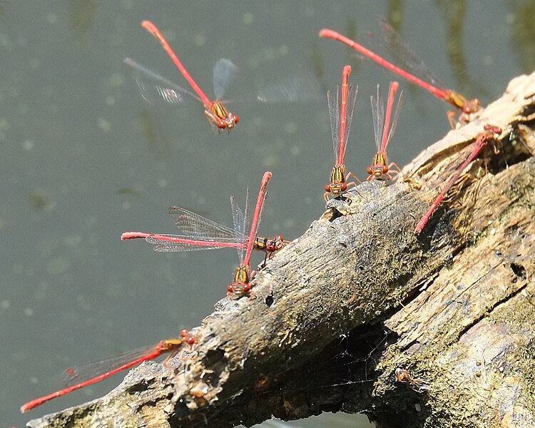 File:Red damselflies (Xanthocnemis zealandica) sitting on a log.jpg