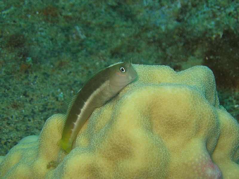 File:Reef0518 (9714854313).jpg