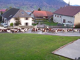 Retour des vaches à la ferme (Héry-sur-Alby).JPG