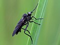 Rhamphomyia spinipes (Fallén, 1816)