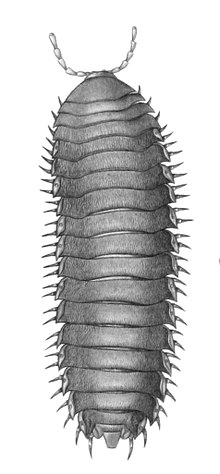Rhysodesmus dasypus ، de Castelnau myriapodes.jpg
