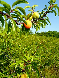 Ripening Chickasaw Plum.JPG