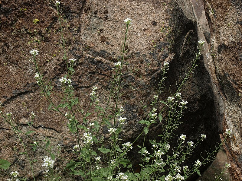 File:Rock mustard, Halimolobos jaegeri (15793539392).jpg