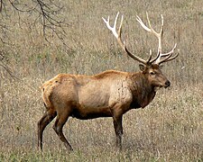 Un wapiti, dans le Nebraska