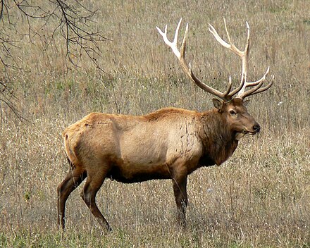 Elk or Wapiti