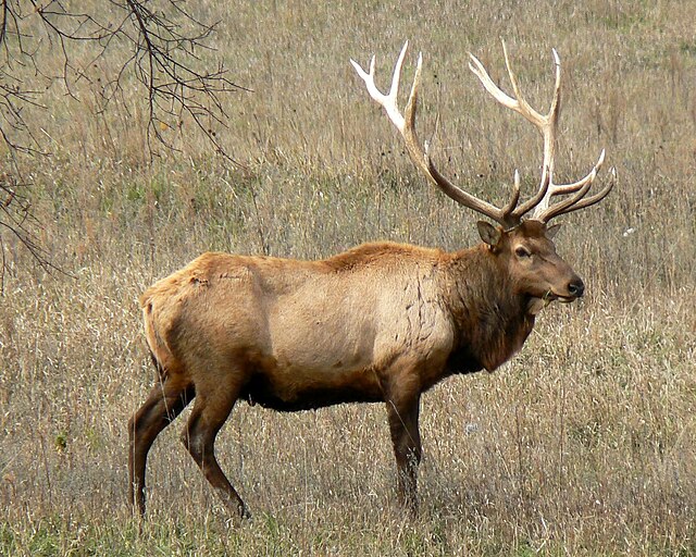 File:Rocky_Mountain_Bull_Elk.jpg