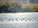 Ropar Wetland 03.jpg