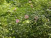 Rosa palustris flowering branch 001.JPG