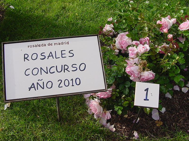 File:Rosaleda de Madrid (21).jpg