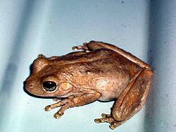 Roth's Tree Frog 21-9-05.jpg