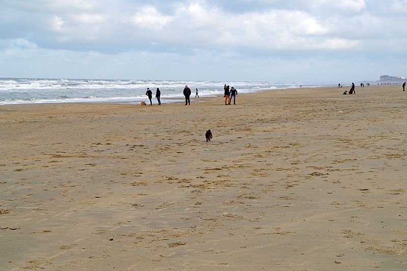 File:Running Terrier Belgium Coast at De Haan, Christmas 2014.jpg