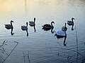 Rusanda620 swans.jpg