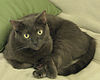 Sable Bombay Cat Rosie.jpg