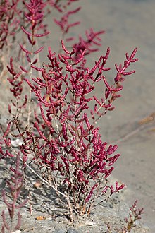 La salicorne tourne au rouge en automne.