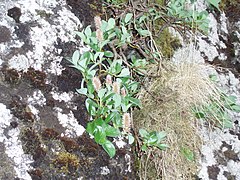 Salix arctica