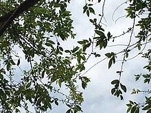 Salix warburgii2.jpg