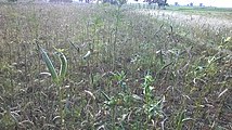 Sambankulam Vegetable Garden