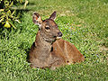 Sambar, Hirschkalb, etwa 6 Wochen alt