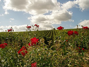 Vineyards in Sancerre will often plant roses around Sauvignon blanc vines as an early detector of powdery mildew. Sancerre vineyard with roses 1.jpg