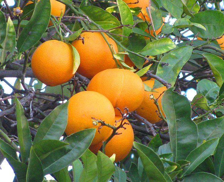 File:SantaBarbaraOranges.jpg