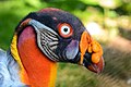 62 Sarcoramphus papa (Königsgeier - King Vulture) - Weltvogelpark Walsrode 2013-01 uploaded by Fiorellino, nominated by Nikhilb239