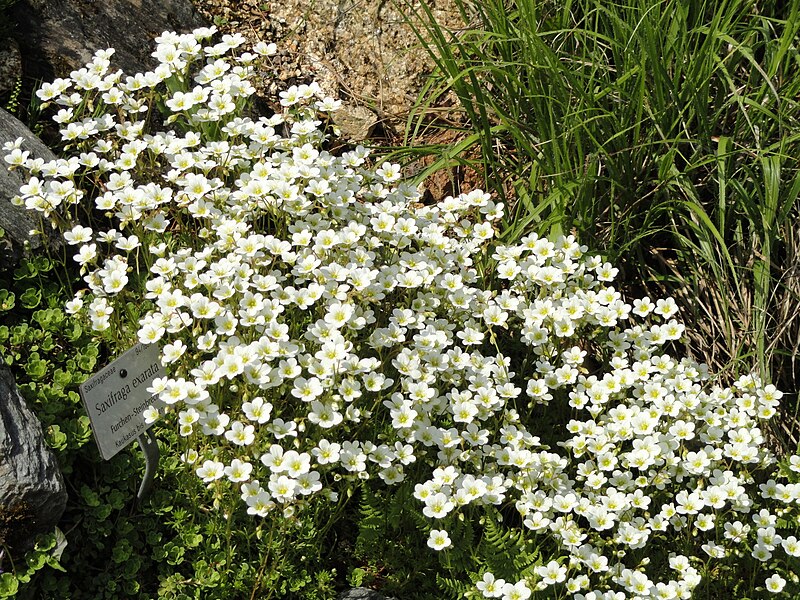 File:Saxifraga exarata - Botanischer Garten München-Nymphenburg - DSC07671.JPG