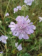 Scabiosa canescens