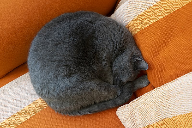 File:Schlafende zusammengerollte Katze 20201024 DSC5100.jpg