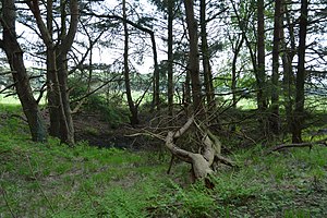 Schleswig-Holstein, Heidmühlen, Stellbrookmoor NIK 0905.JPG