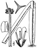 Schoenoplectus americanus BB-1913-1.png