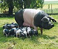 Vorschaubild für Schwäbisch-Hällisches Landschwein