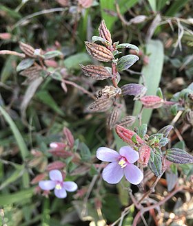 Schwackaea cupheoides